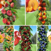 Prodej ovocných stromků